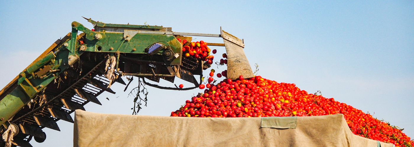 Tomate Industrial California 2026
