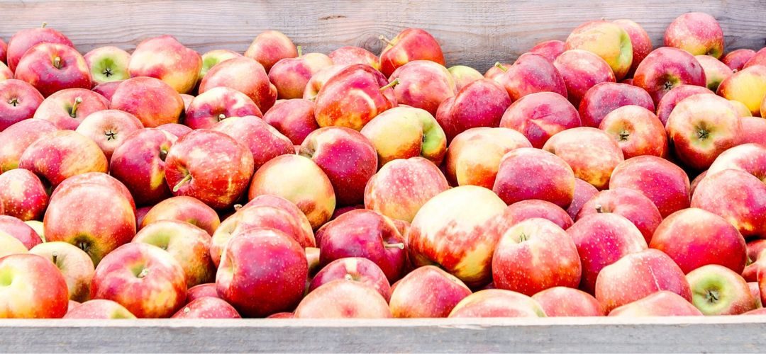 Polonia/Manzana Industrial: Sobreoferta y altos costos energéticos hunden los precios a marzo 2026