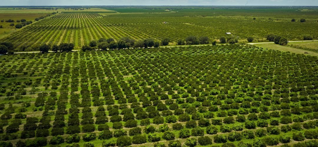 Ucrania: Programas estatales impulsan financianciamiento hasta el 80% de los costos para huertos hortofrutícolas e invernaderos