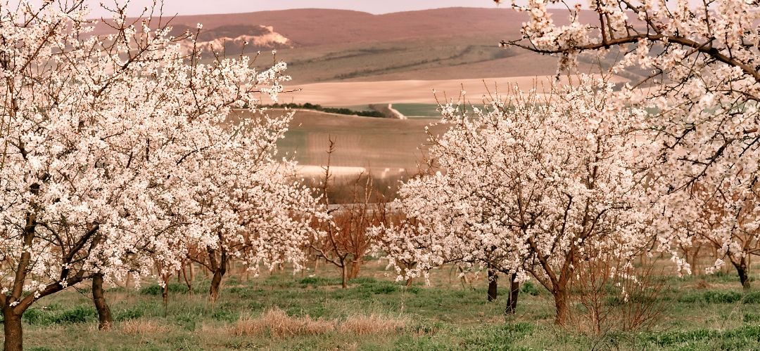 Almendras/California: Superficie disminuye a 1,38 millones de acres en 2026