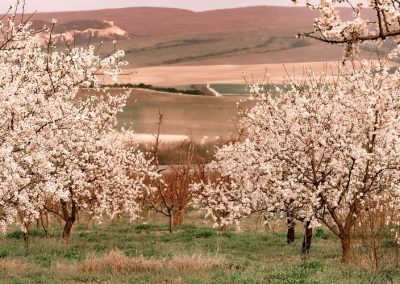 Almendras/California: Superficie disminuye a 1,38 millones de acres en 2026