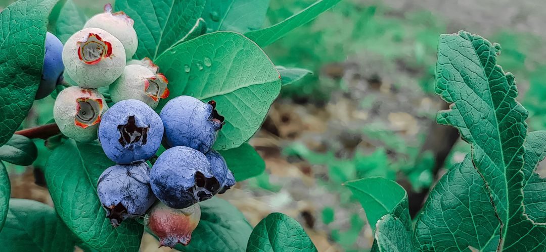 Arándanos/EE.UU: Menor producción local por climatología impulsó récord de importaciones y alza de precios en 2025