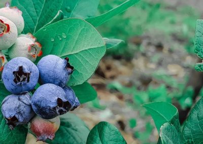 Arándanos/EE.UU: Menor producción local por climatología impulsó récord de importaciones y alza de precios en 2025