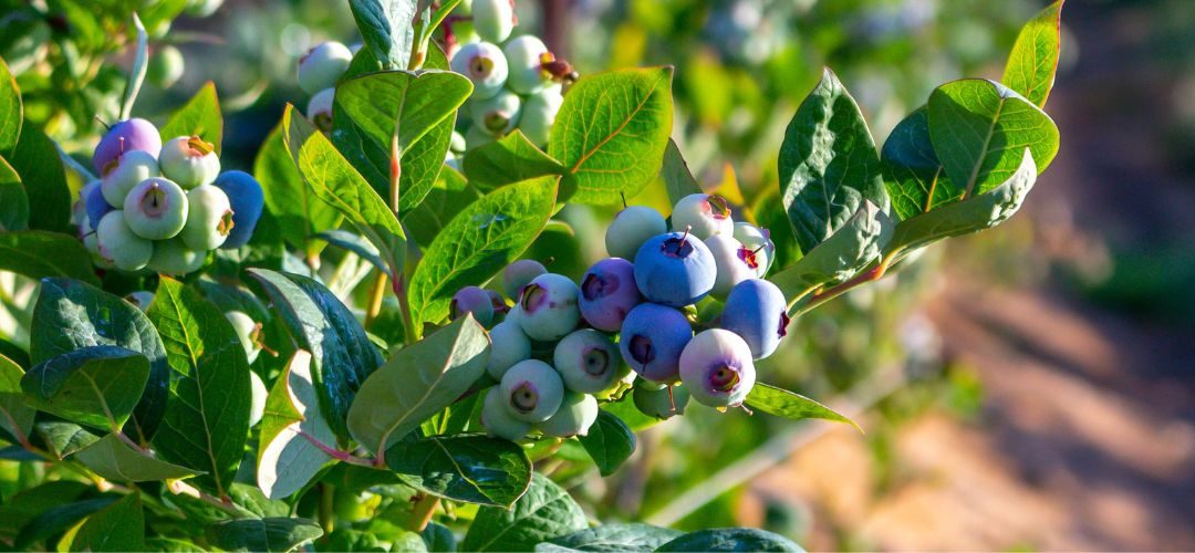 China/Arándanos: Exceso de oferta hunde los precios y crecimiento de la producción abre nuevas oportunidades para la agroindustria y otros sectores