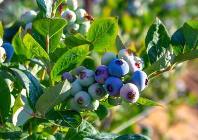 China/Arándanos: Exceso de oferta hunde los precios y crecimiento de la producción abre nuevas oportunidades para la agroindustria y otros sectores