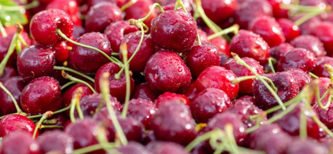 EE.UU: Industria de cerezas del noroeste proyecta caída del 7% del volumen en 2026
