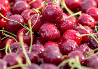 EE.UU: Industria de cerezas del noroeste proyecta caída del 7% del volumen en 2026