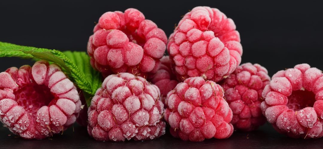 Chile/Frambuesas Congeladas: Envíos al primer trimestre 2026 superan las 6.500 toneladas y alcanzan US$ 37 millones