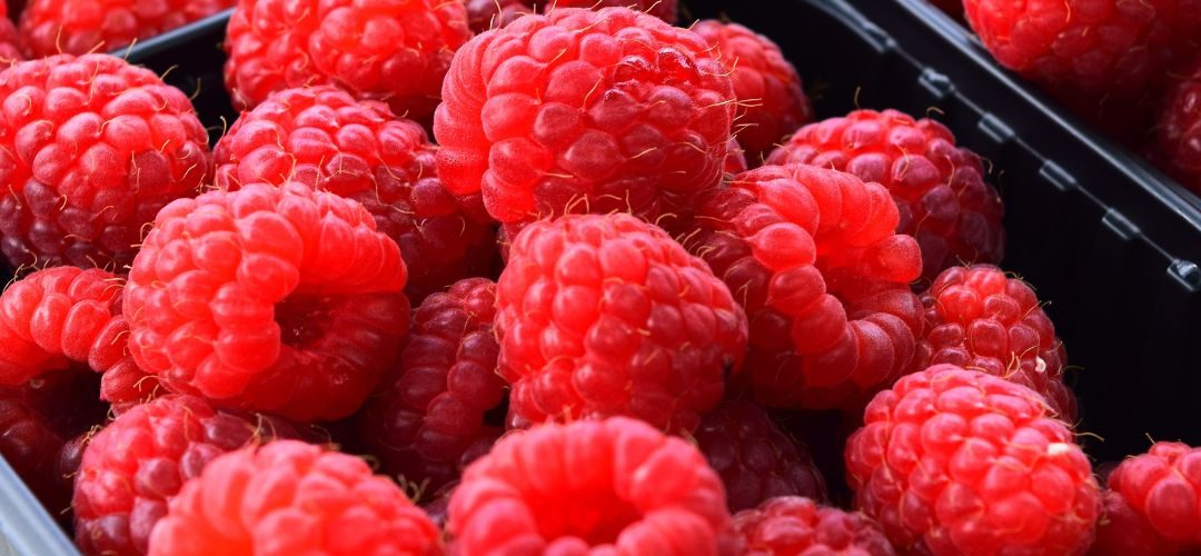 EE.UU: Frambuesas duplican su precio por caída de la oferta mexicana, costos logísticos y climatología