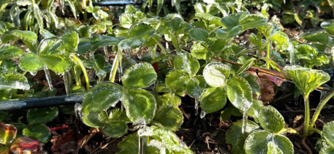 Polonia/Frutillas: informes señalan pérdida de hasta 90% de la producción por recientes heladas