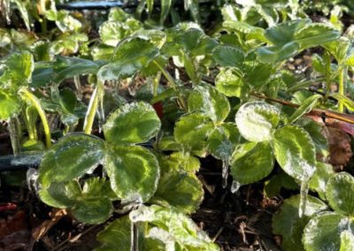 Polonia/Frutillas: informes señalan pérdida de hasta 90% de la producción por recientes heladas