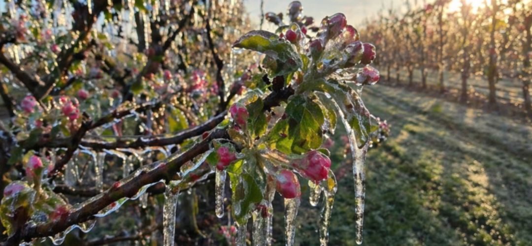 Ola de Heladas: Ucrania podría perder el 50% de la cosecha de carozos y en Polonia graves daños en berries, pomaceas y cerezas
