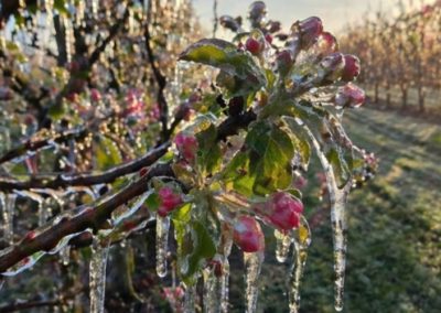 Ola de Heladas: Ucrania podría perder el 50% de la cosecha de carozos y en Polonia graves daños en berries, pomaceas y cerezas