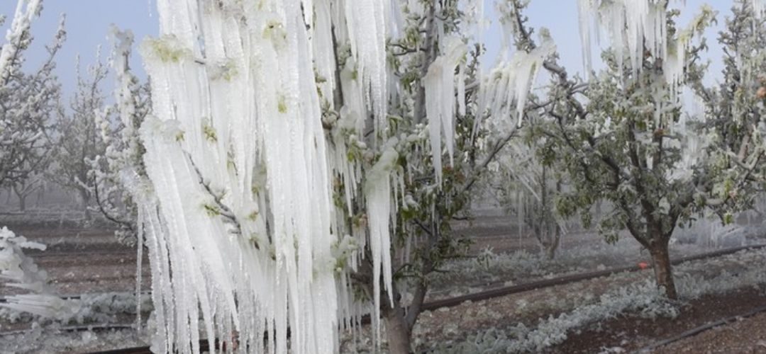 Turquía: Almendros y carozos seriamente afectados por heladas