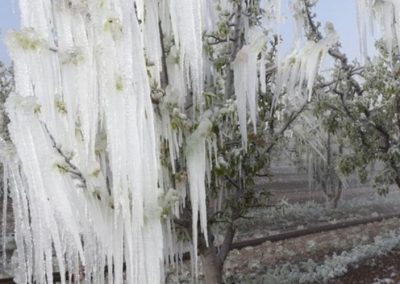 Turquía: Almendros y carozos seriamente afectados por heladas