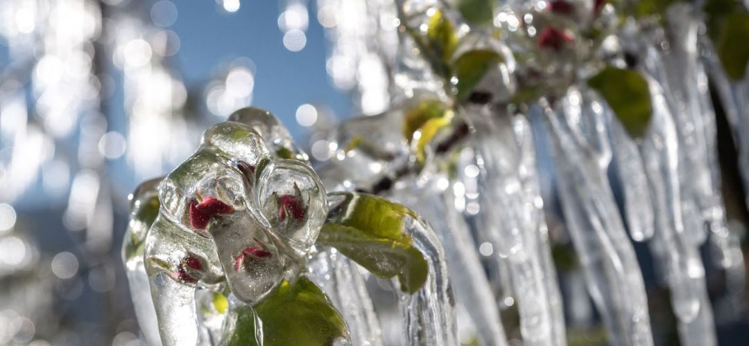 Ucrania: Heladas destruyeron el 50% de la cosecha de carozos en Transcarpatia