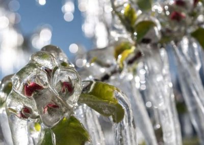 Ucrania: Heladas destruyeron el 50% de la cosecha de carozos en Transcarpatia