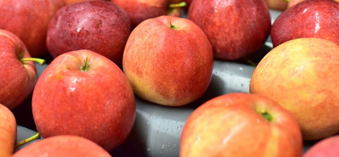 Manzana Industrial: China impulsa el procesamiento para ganar valor agregado y diversificar el mercado