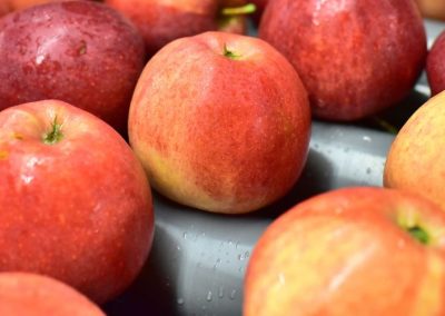 Manzana Industrial: China impulsa el procesamiento para ganar valor agregado y diversificar el mercado