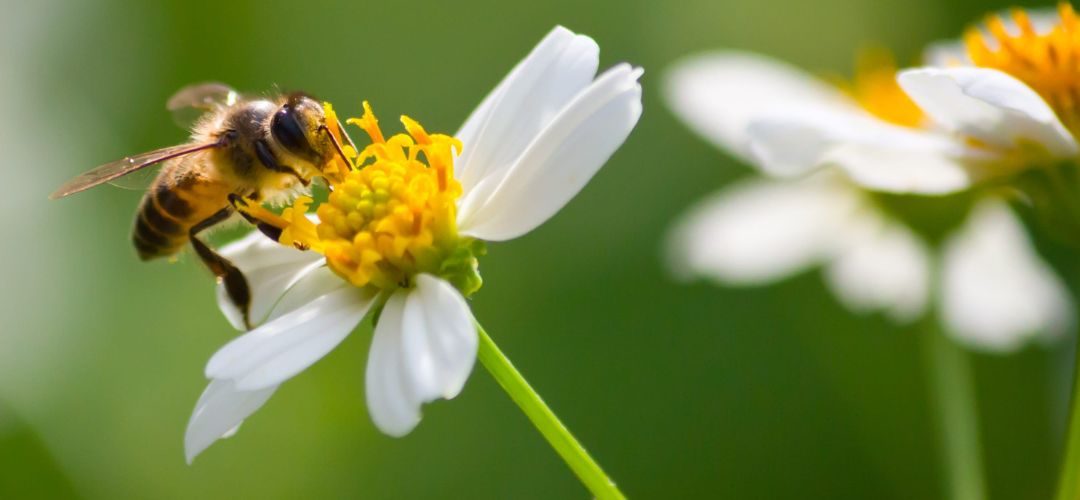 SAG refuerza medidas para resguardar a las abejas frente a plaguicidas
