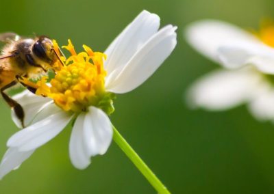 SAG refuerza medidas para resguardar a las abejas frente a plaguicidas