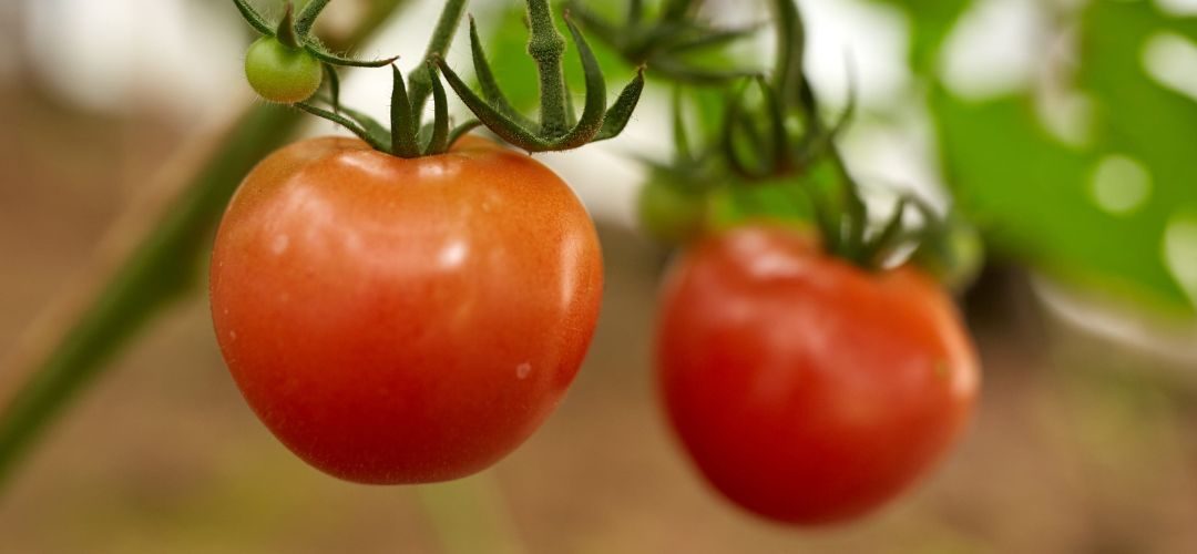 Italia: Alza del diésel y reducción de rentabilidad pone en riesgo la cadena del tomate en plena campaña 2026