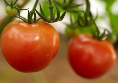 Italia: Alza del diésel y reducción de rentabilidad pone en riesgo la cadena del tomate en plena campaña 2026