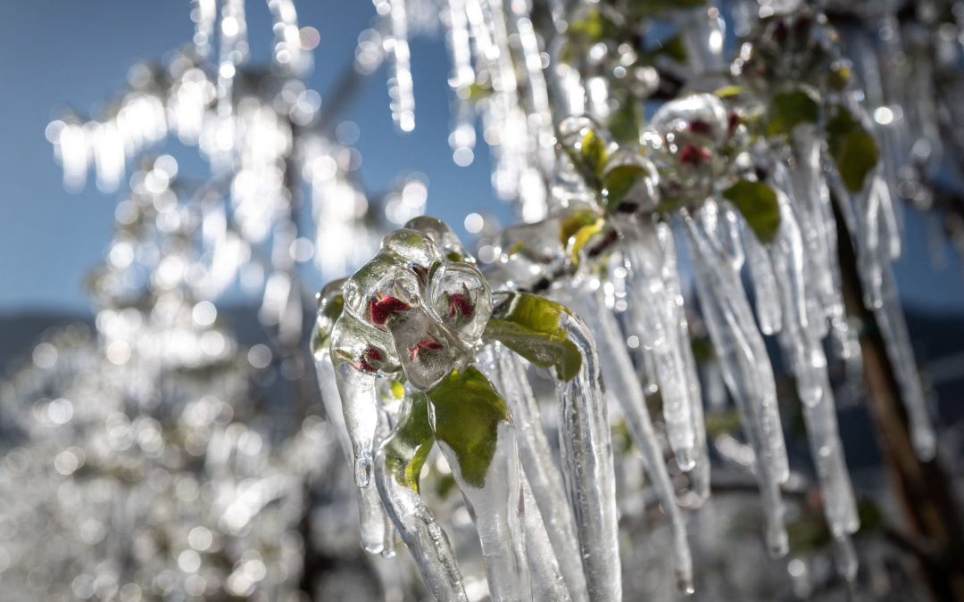 Ucrania: Heladas destruyeron el 50% de la cosecha de carozos en Transcarpatia