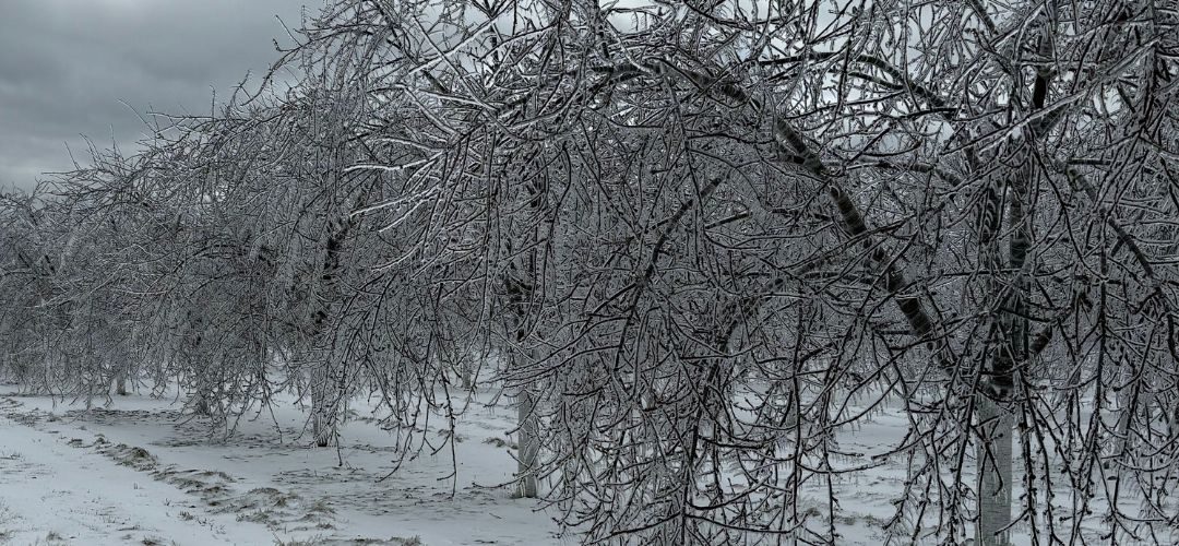 EE.UU/Washington: Helada golpea floración de cerezos y provocará disminución de la oferta, espárragos también fueron afectados