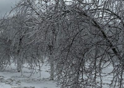 EE.UU/Washington: Helada golpea floración de cerezos y provocará disminución de la oferta, espárragos también fueron afectados