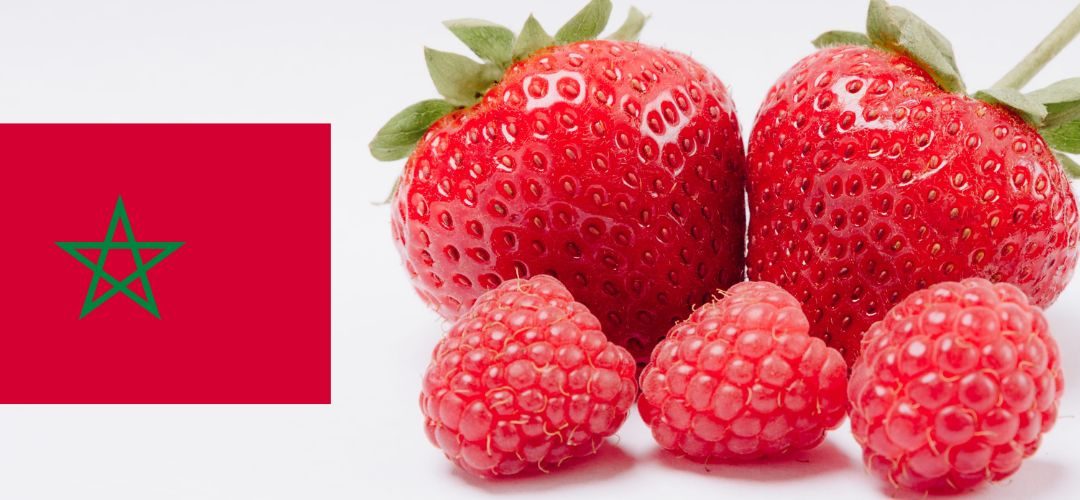 Berries/Marruecos: Campaña 2026 cierra con pérdidas ante problemas climáticos y comerciales