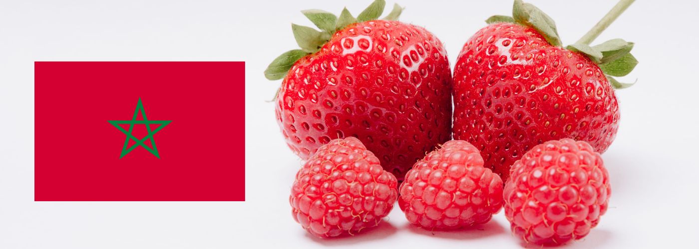 BERRIES MARRUECOS CAMPAÑA 2026