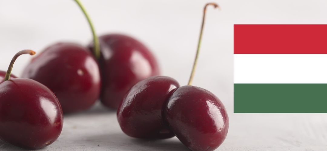 Cerezas/Hungría: La industria enfrenta la peor cosecha en 25 años tras las recientes heladas
