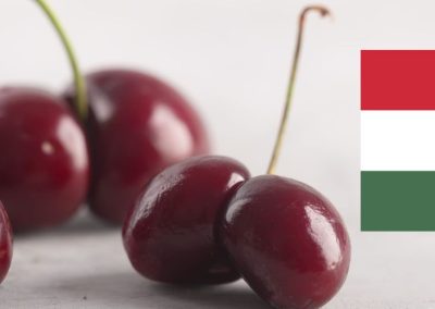 Cerezas/Hungría: La industria enfrenta la peor cosecha en 25 años tras las recientes heladas