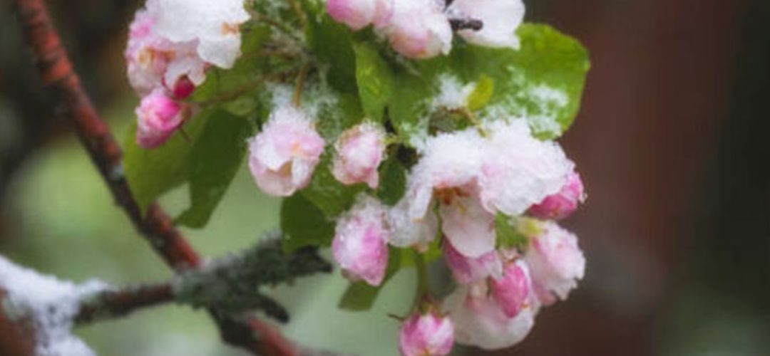 Ucrania: Heladas destruyeron el 50% de la cosecha de cerezas para la próxima temporada