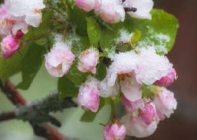 Ucrania: Heladas destruyeron el 50% de la cosecha de cerezas para la próxima temporada