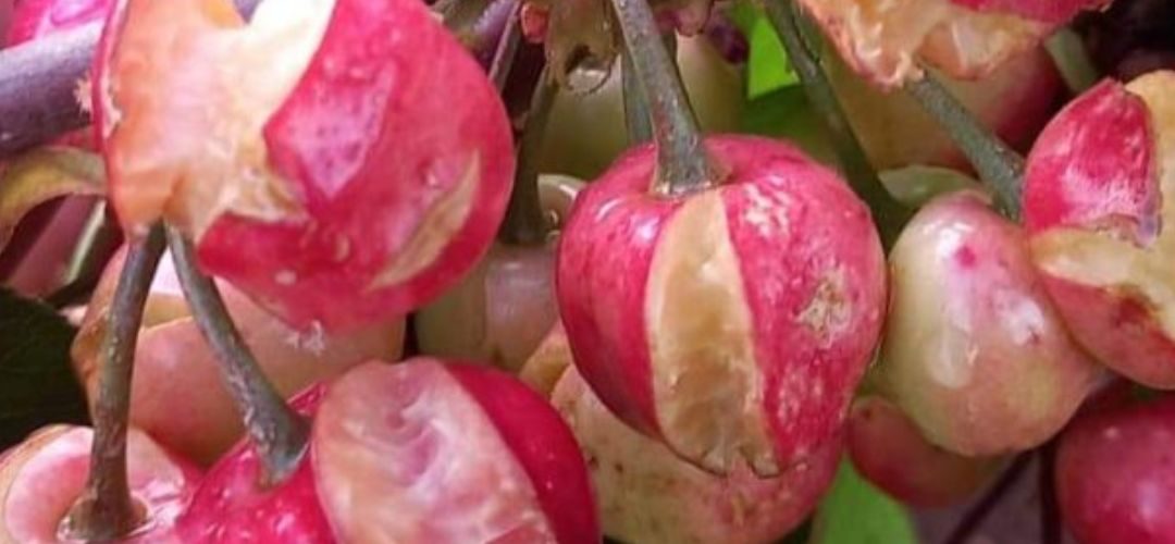 Cerezas/Italia: Principal zona productora del país ha perdido el 40% de su cosecha 2026 por últimas tormentas