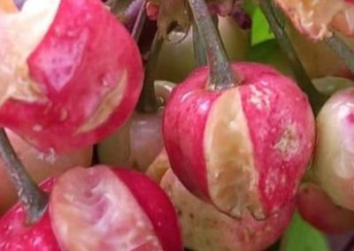 Cerezas/Italia: Principal zona productora del país ha perdido el 40% de su cosecha 2026 por últimas tormentas