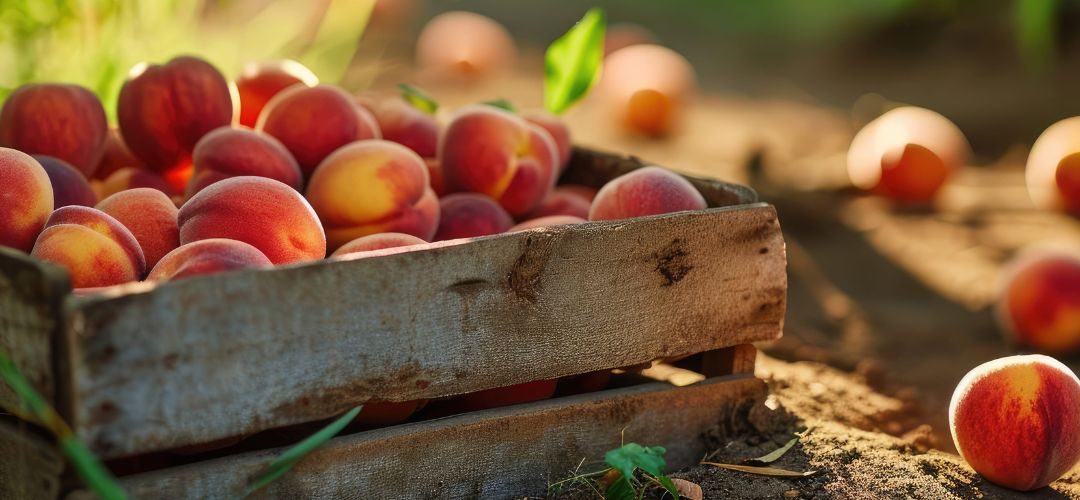 California/EE.UU: USDA financia destrucción de huertos para contener exceso de oferta de duraznos para la industria