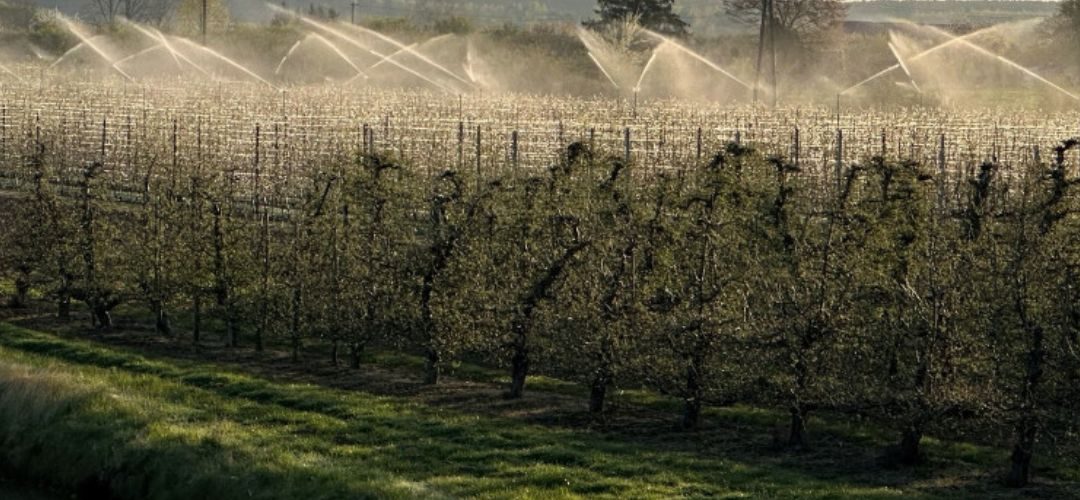 Manzanas/Polonia: Primeras evaluaciones señalan que las heladas destruyeron el 50% de la próxima cosecha