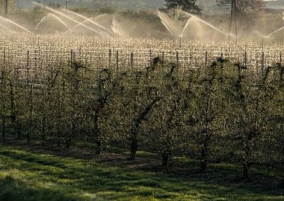 Manzanas/Polonia: Primeras evaluaciones señalan que las heladas destruyeron el 50% de la próxima cosecha
