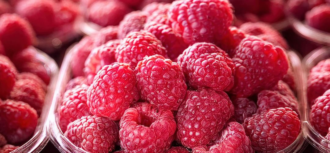 Frambuesas/Marruecos: Productores anticipan caída de hasta 40% de la producción para el segundo semestre