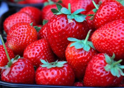 Frutillas: La industria de California proyecta una recuperación productiva para 2026