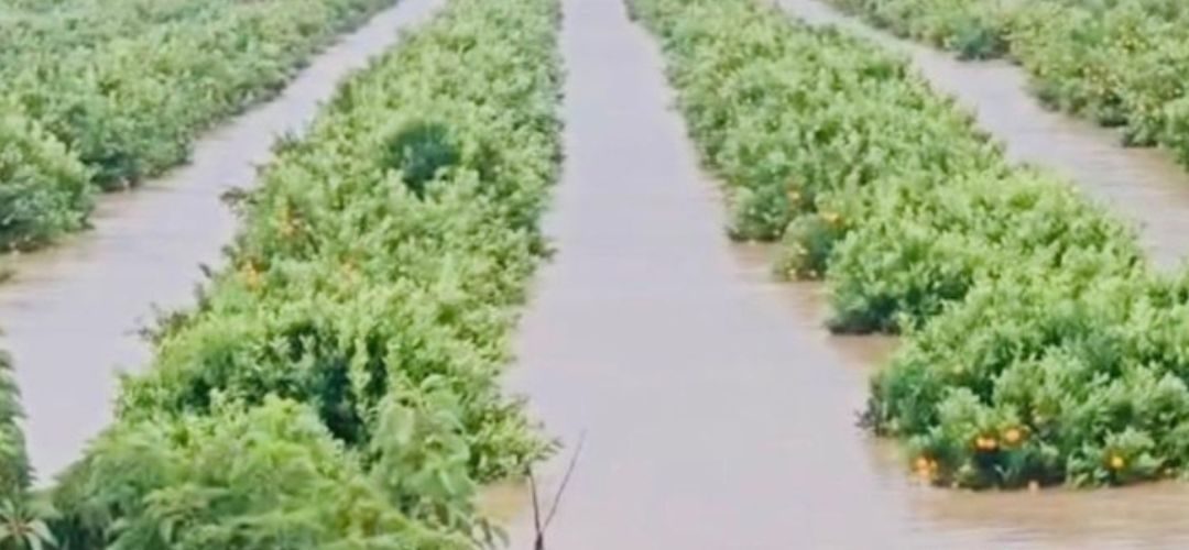Sudáfrica: Clima extremo provoca graves daños a cítricos, uva de mesa y manzanas en principales zonas frutícolas del país