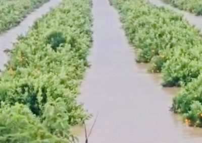 Sudáfrica: Clima extremo provoca graves daños a cítricos, uva de mesa y manzanas en principales zonas frutícolas del país