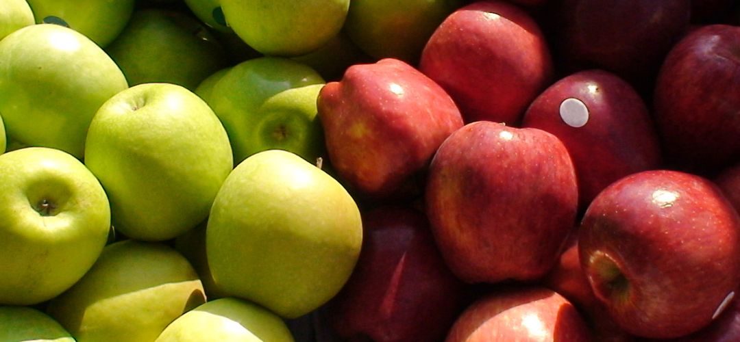 Manzanas/Chile: Primera estimación para la temporada 2026 proyecta exportaciones de más de 580 mil toneladas