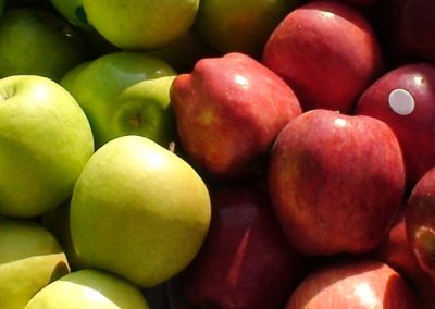 Manzanas/Chile: Primera estimación para la temporada 2026 proyecta exportaciones de más de 580 mil toneladas