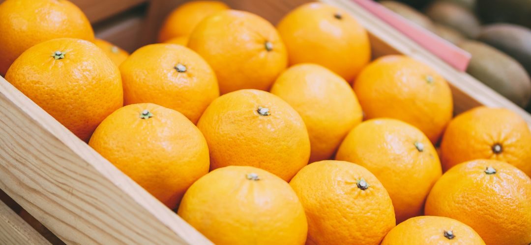 Brasil: Proyectan caída del 13% en cosecha de naranjas para temporada 2026/27