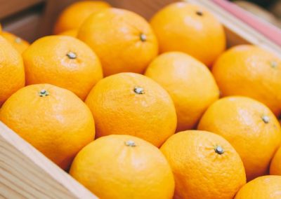 Brasil: Proyectan caída del 13% en cosecha de naranjas para temporada 2026/27