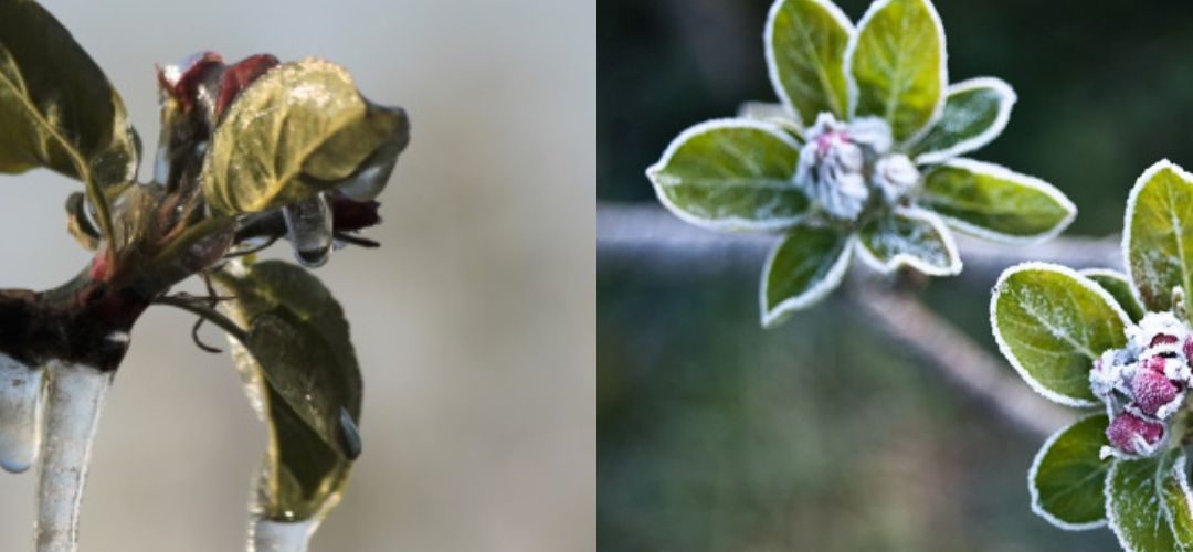 Hungría: Heladas golpean severamente los huertos de carozos y pomáceas del país, se anticipa fuertes pérdidas de cosecha en 2026